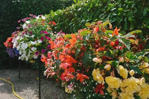 Windsor 드로이다